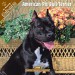 pitbull-terrier-calendar-fr.jpg